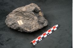 Foto (Seitenansicht) von Coniferae indet.  (NHMW-GEO-2024-0188-10319)